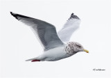 Herring Gull