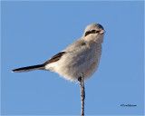  Northern Shrike  (bird on a stick)