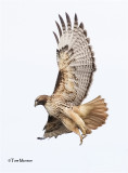  Red-tailed Hawk 