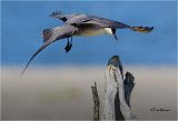 Long-tailed Jaeger