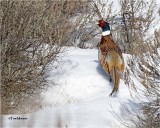  Ring-necked Pheasant 