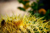 DSC08376c.jpg