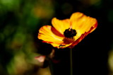 DSC_4046c.jpg