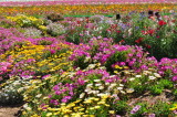 DSC_4076c.jpg