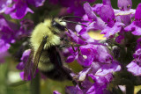 Bumblebee - _MG_2187.jpg - 07/14/2013