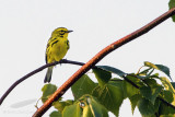 Prairie_Warbler - _MG_2235.jpg