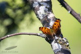 07/19/2015 - _MG_7660.jpg