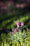 04/23/2016 - _MG_1749.jpg