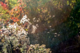 10/14/2016 - _N9A7580.jpg