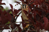 IMG_0018-1.jpg