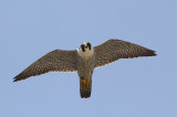 IMG_0124-1.jpg