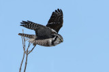 Northern Hawk Owl 