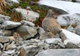White-tailed Ptarmigan  w/ chick  