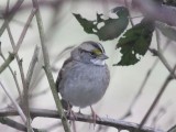 White-throated Sparrow  422
