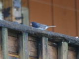 Cassiar- type Dark-eyed Junco  426