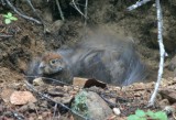 Sooty Grouse  