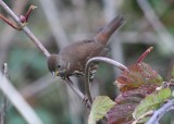 Sooty Fox Sparrow  418