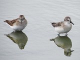 Least 170 & Semipalmated 167 Sandpipers