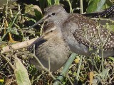 Stilt Sandpiper