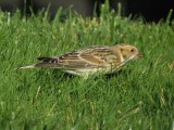Lapland Longspur