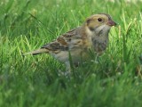 Lapland Longspur