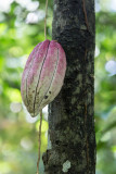 Sri-Lanka-060-Spice-Garden-Cocoa.jpg