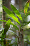 Sri-Lanka-061-Spice-Garden.jpg