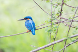 Sri-Lanka-130-Yala-Natl-Park-Blue-Kingfisher.jpg