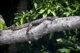 Sri-Lanka-227-Madu-River-Cruise.jpg