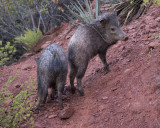 Javelinas IMGP4979.jpg