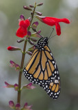 Monarch female IMGP9195.jpg