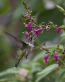 Salvia chiapensis IMGP0851a.jpg