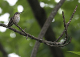 Adul female Ruby-throated Hummingbird IMGP8668a.jpg