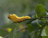 Spicebush swallowtail caterpillar IMGP3428a.jpg