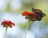Monarchs mating IMGP8594a.jpg