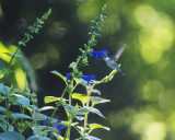 Salvia guaranitica Royal Blue IMGP4261a.jpg