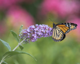 Female Monarch IMGP4563a.jpg