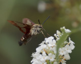 Hummingbird Clearwing Moth IMGP6881 copy.jpg