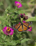 Monarch on zinnia IMGP8426a.jpg