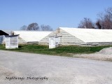 Vermilion Parish - Esther - Alligstor sheds 