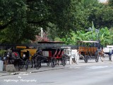 Orleans Parish - New Orleans - Jackson Square carriages 