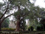 West Feliciana Parish - St Francisville - Roswdown trees