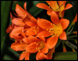 Clivia