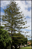#1 - Norfolk Pine