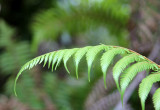 Silver Fern