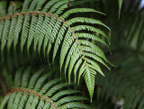 Silver Fern