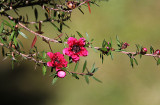 Tea Tree - Manuka