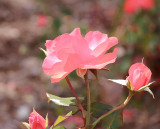 Asking for Roses