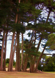 The Sound of Trees