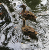 Ducks taking to water